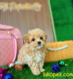 KORE TEDDYBABYFACE MALTİPOO 3