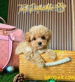 KORE TEDDYBABYFACE MALTİPOO