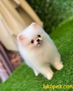 Kore Teddybear Pomeranianboo 3