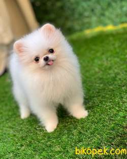 Kore Teddybear Pomeranianboo 1