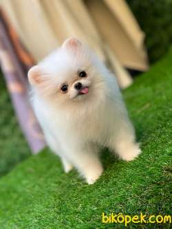 Kore Teddybear Pomeranianboo 2