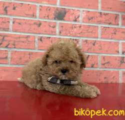 Kore Tipi Toy Poodle Teacup Sıfır Burun Yavrularımız 2