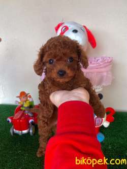 Kore Toy Poodle Dark Red Safkan Kahverengi Gerçek Garantili 2