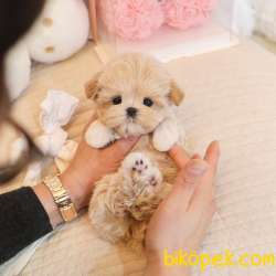 KOREAN MALTIPOO BEBEKLERIM 3