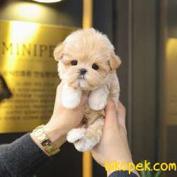 KOREAN MALTIPOO BEBEKLERIM 2