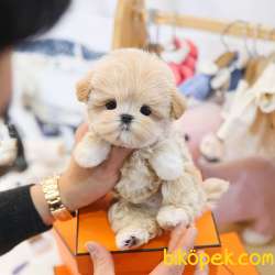 KOREAN MALTIPOO BEBEKLERIM