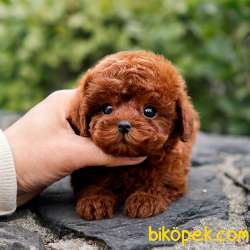 KOREAN TOY POODLE YAVRULARIM 3