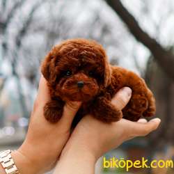 KOREAN TOY POODLE YAVRULARIM 2