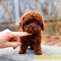 KOREAN TOY POODLE YAVRULARIM 1