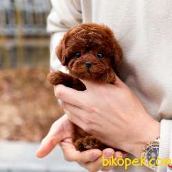 KOREAN TOY POODLE YAVRULARIM 4
