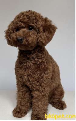 Korekan Redbrown Orjinal Yavru Dişi Toy Poodle
