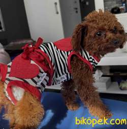 Korekan Redbrown Orjinal Yavru Dişi Toy Poodle 2