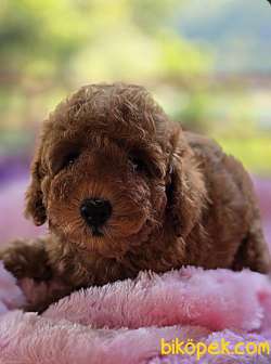 Korekan Redbrown Orjinal Yavru Dişi Toy Poodle 3