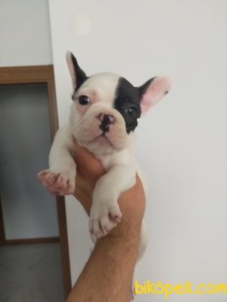 KORSAN FRANCH BULDOGG YAVRU 4