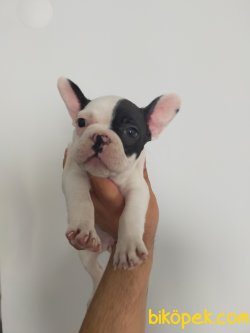 KORSAN FRANCH BULDOGG YAVRU 1