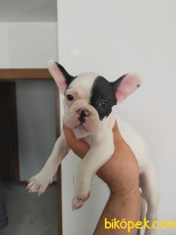KORSAN FRANCH BULDOGG YAVRU 3