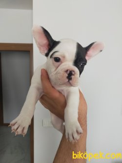 KORSAN FRANCH BULDOGG YAVRU 2