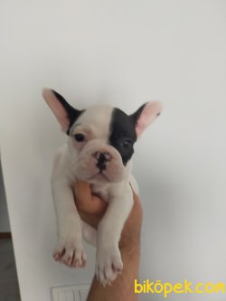 KORSAN FRANCH BULDOGG YAVRU 5