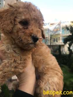 Koyu Apricot Orjinal Toy Poodle Dişi Ve Erkek Yavrular 2