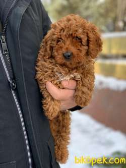 Koyu Apricot Orjinal Toy Poodle Dişi Ve Erkek Yavrular 3