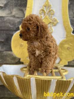 Koyu Apricot Orjinal Toy Poodle Dişi Ve Erkek Yavrular 4