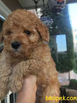 Koyu Apricot Orjinal Toy Poodle Dişi Ve Erkek Yavrular 3