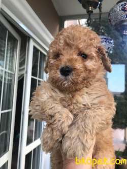 Koyu Apricot Orjinal Toy Poodle Dişi Ve Erkek Yavrular 4