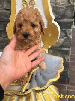 Koyu Apricot Orjinal Toy Poodle Dişi Ve Erkek Yavrular 2