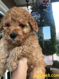 Koyu Apricot Orjinal Toy Poodle Yavrular 5