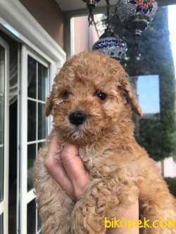 Koyu Apricot Orjinal Toy Poodle Yavrular 3