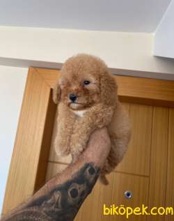 Koyu Apricot ToyPoodle Yavrularımız 4