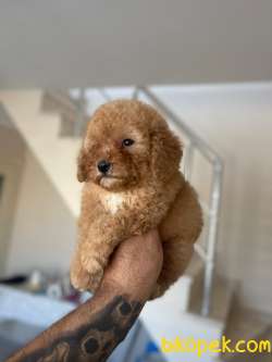 Koyu Apricot ToyPoodle Yavrularımız 2