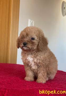 Koyu Apricot ToyPoodle Yavrularımız 5