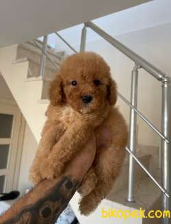 Koyu Apricot ToyPoodle Yavrularımız 3