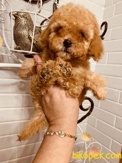 Koyu Red Brown Toy Poodle Yavrularımız 2