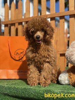 Koyu REd Secereli Show Traşlı Tattolu Toy Poodle 4