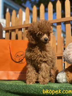 Koyu REd Secereli Show Traşlı Tattolu Toy Poodle 2