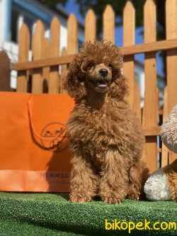 Koyu REd Secereli Show Traşlı Tattolu Toy Poodle 1
