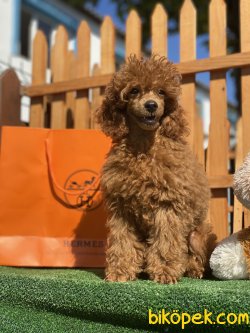 Koyu REd Secereli Show Traşlı Tattolu Toy Poodle 3