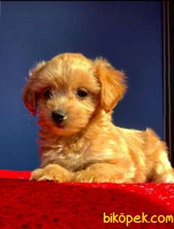 Koyu Renk Sıfır Numara Maltipoo Yavrumuz 1