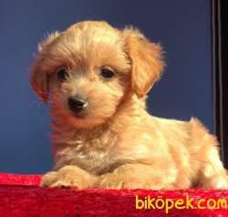 Koyu Renk Sıfır Numara Maltipoo Yavrumuz 2