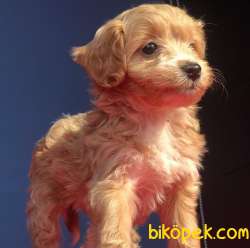 Koyu Renk Sıfır Numara Maltipoo Yavrumuz 3