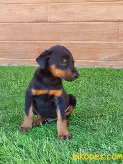 Kral Kopek Doberman Pinschers Yavrulari 5