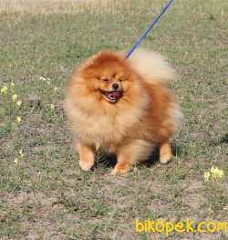 Kral Pomeranianboo 2