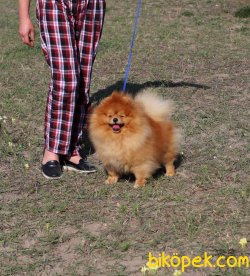 Kral Pomeranianboo 1