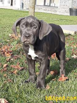 KRALLARIN BEKÇİ KÖPEĞİ BLUE CANE CORSA YAVRULARI 3