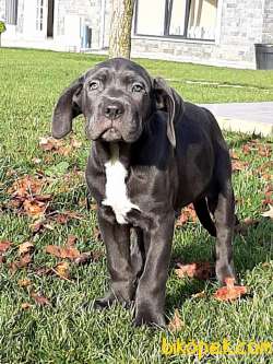 KRALLARIN BEKÇİ KÖPEĞİ BLUE CANE CORSA YAVRULARI 1