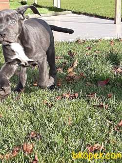 KRALLARIN BEKÇİ KÖPEĞİ BLUE CANE CORSA YAVRULARI 5