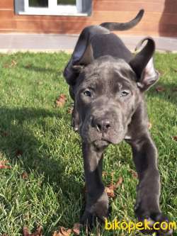 KRALLARIN BEKÇİ KÖPEĞİ BLUE CANE CORSA YAVRULARI 4