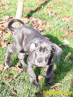 KRALLARIN BEKÇİ KÖPEĞİ BLUE CANE CORSA YAVRULARI 2